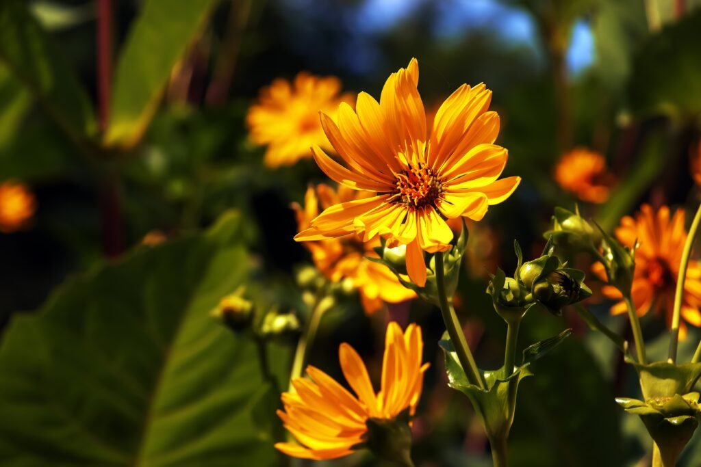 le silphium. Une plante qui relevait autant de la pharmacopée que du fantasme. Dans le monde antique, on la consommait, la prescrivait et la conservait comme un trésor.